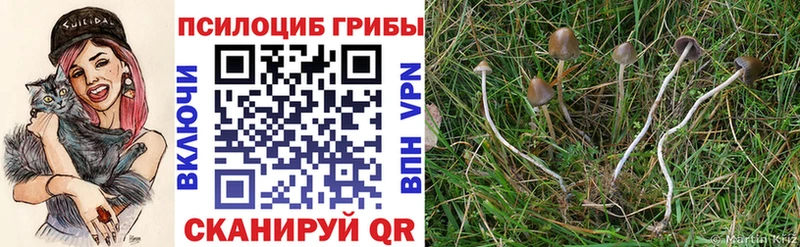 ОМГ ОМГ ссылка  Оса  Галлюциногенные грибы Cubensis 
